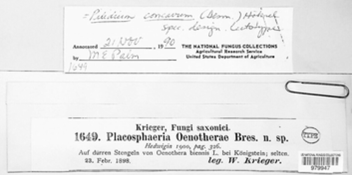 Placosphaeria oenotherae image